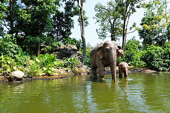 Mother and baby Asian elephant bathing in a lush green pond