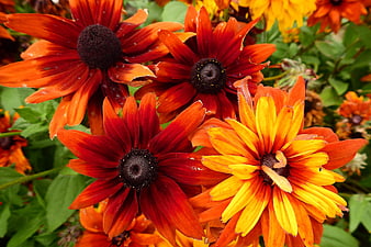 Vibrant Red and Yellow Black-Eyed Susans in Bloom