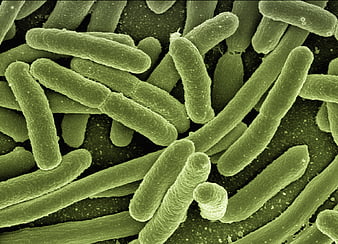 Scanning Electron Micrograph of E. coli Bacteria