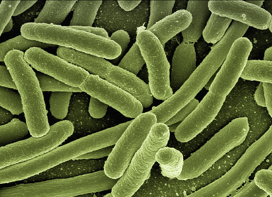 Scanning Electron Micrograph of E. coli Bacteria