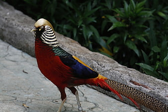 Golden Pheasant Walking on Stone Path
