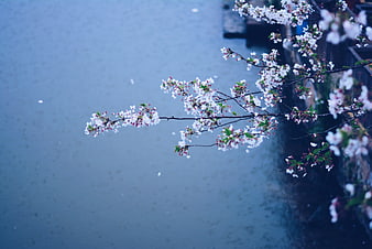 Cherry Blossoms in Rain Over Blue Water Background