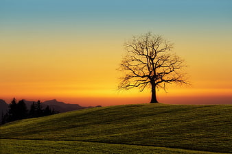 Silhouette of a lone tree on a grassy hill at sunset