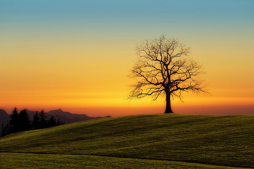 Silhouette of a lone tree on a grassy hill at sunset