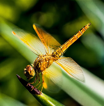 Close-up of Orange Dragonfly on Green Plant Stem