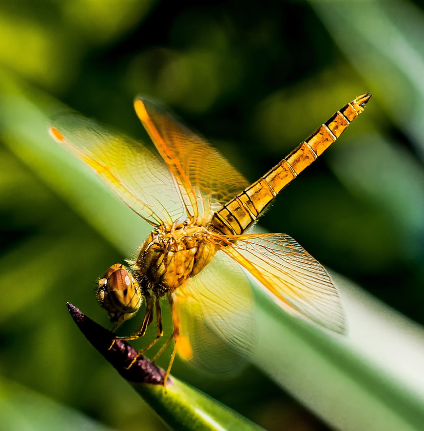 Close-up of Orange Dragonfly on Green Plant Stem