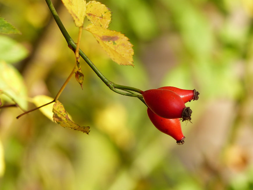 Close-up of red rose hips on a branch with autumn leaves