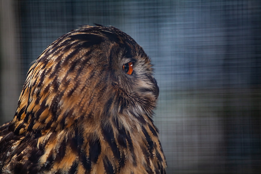Close-up portrait of a brown owl with orange eyes