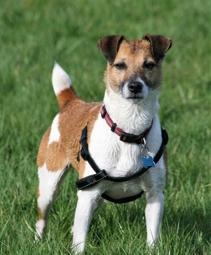 Brown and white terrier dog standing in green grass