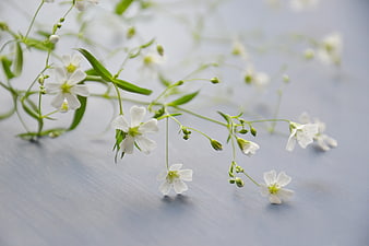 Delicate White Baby's Breath Flowers on Soft Blue Background