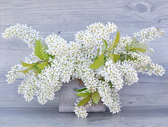 White Flowering Branches in Concrete Vessel on Gray Wood