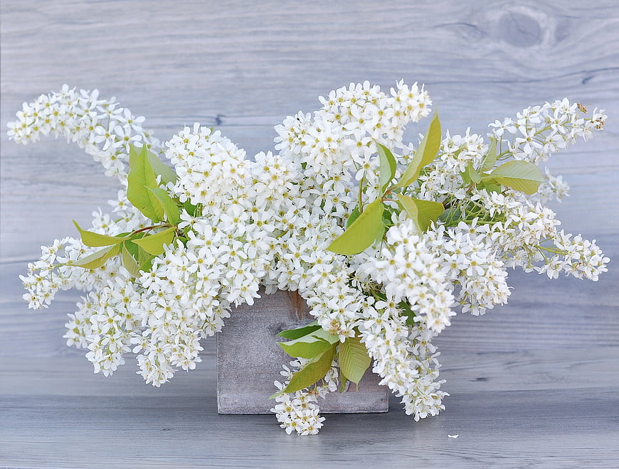 White Flowering Branches in Concrete Vessel on Gray Wood