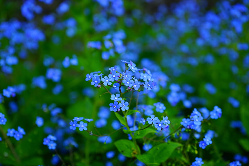 Close-up of Blue Forget-Me-Not Flowers in Green Garden