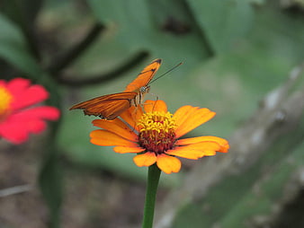Orange Butterfly on Zinnia Flower in Garden