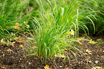 Green ornamental grass with yellow flower in garden mulch