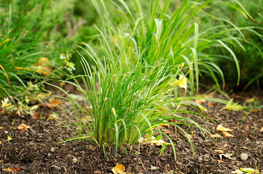 Green ornamental grass with yellow flower in garden mulch
