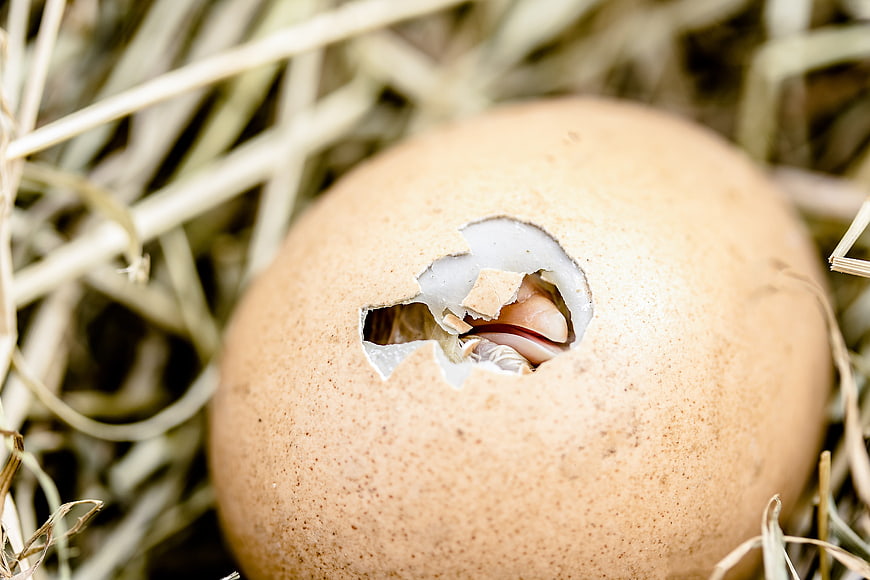 Close-up of Hatching Chick Breaking Egg Shell in Hay