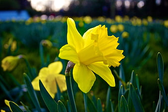 Close-up of bright yellow daffodil flower in spring field