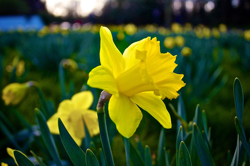 Close-up of bright yellow daffodil flower in spring field