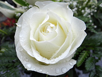 Close-up of a white rose with water droplets on petals