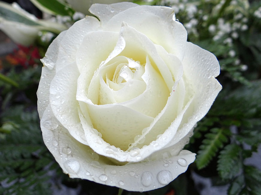 Close-up of a white rose with water droplets on petals