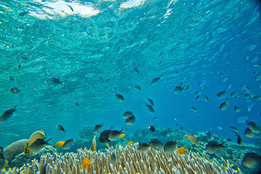 Underwater coral reef teeming with tropical fish in clear blue ocean