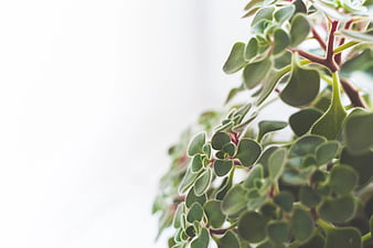 Close-up of Jade Plant Leaves with White Copy Space