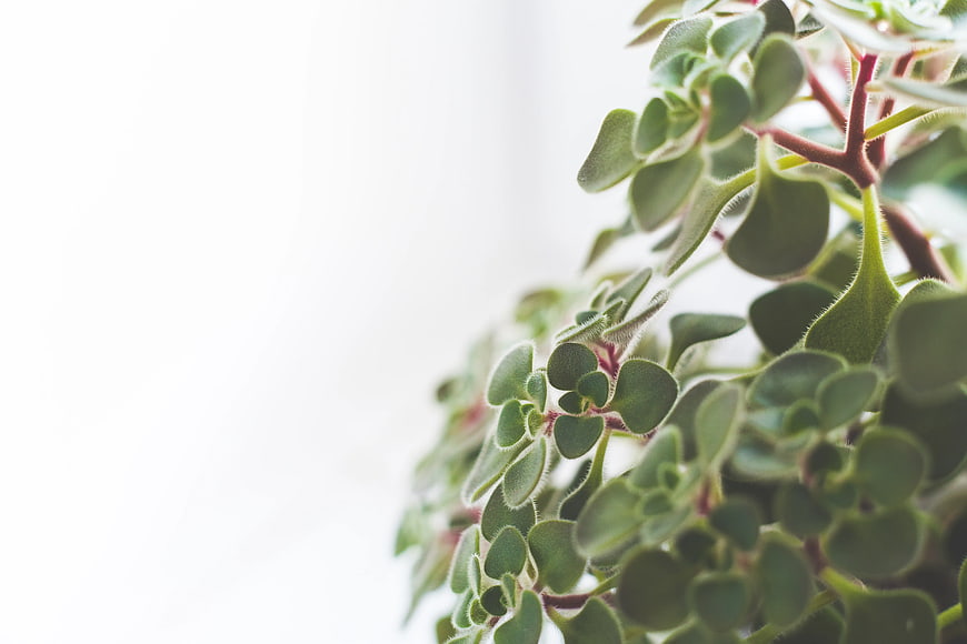 Close-up of Jade Plant Leaves with White Copy Space
