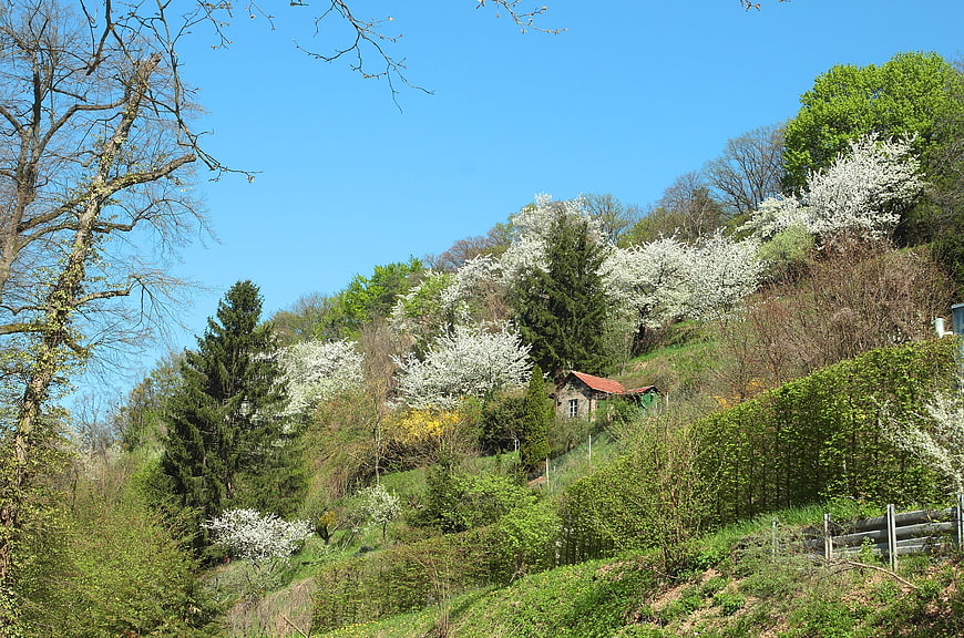 Spring Landscape with Blooming Trees and Small Cabin