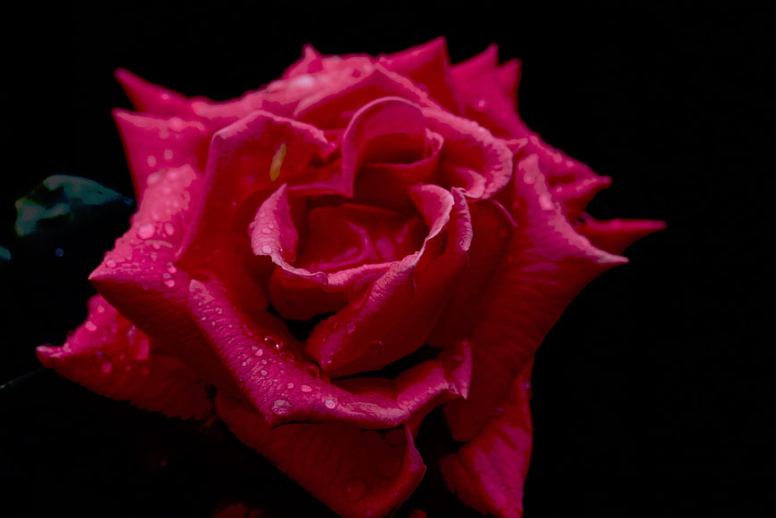 Vibrant Pink Rose with Water Droplets on Black Background