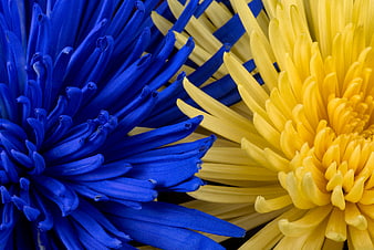 Close-up of vibrant blue and yellow chrysanthemum flowers
