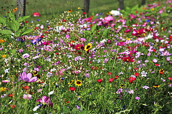 Colorful Wildflower Meadow With Pink, Red, And Yellow Blooms