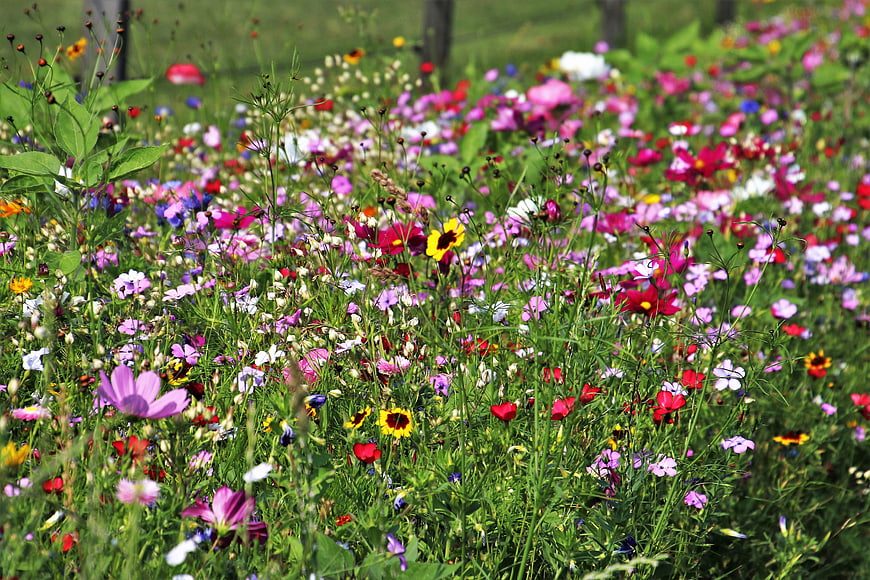 Colorful Wildflower Meadow With Pink, Red, And Yellow Blooms