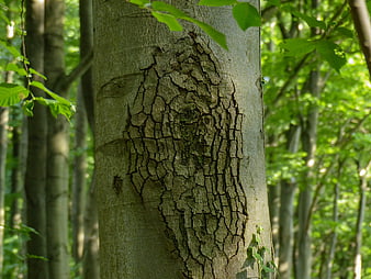 Close-up of textured tree bark in a green forest