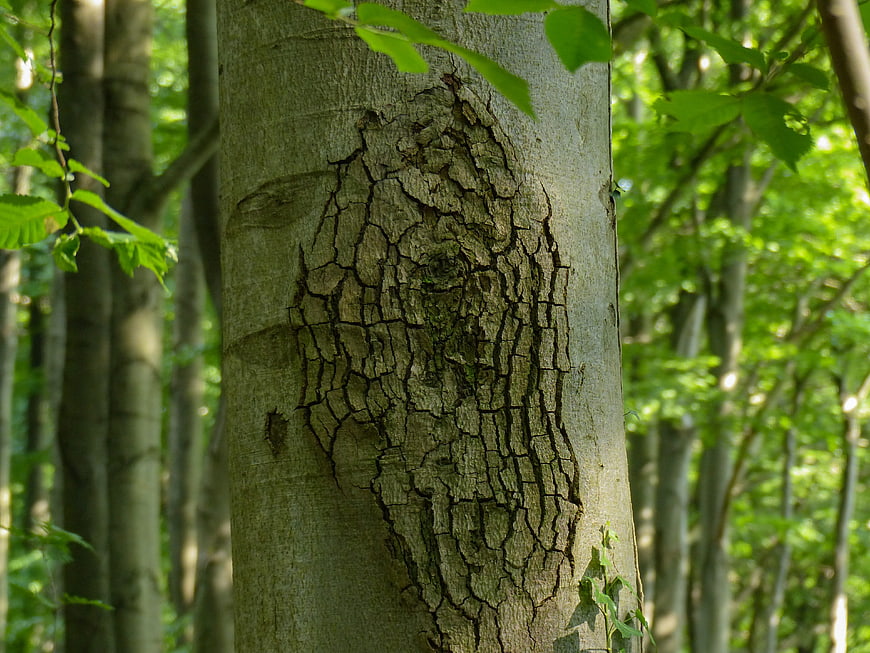 Close-up of textured tree bark in a green forest