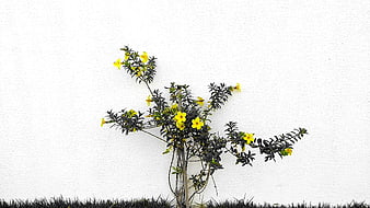 Yellow Allamanda Flowers on White Wall Background