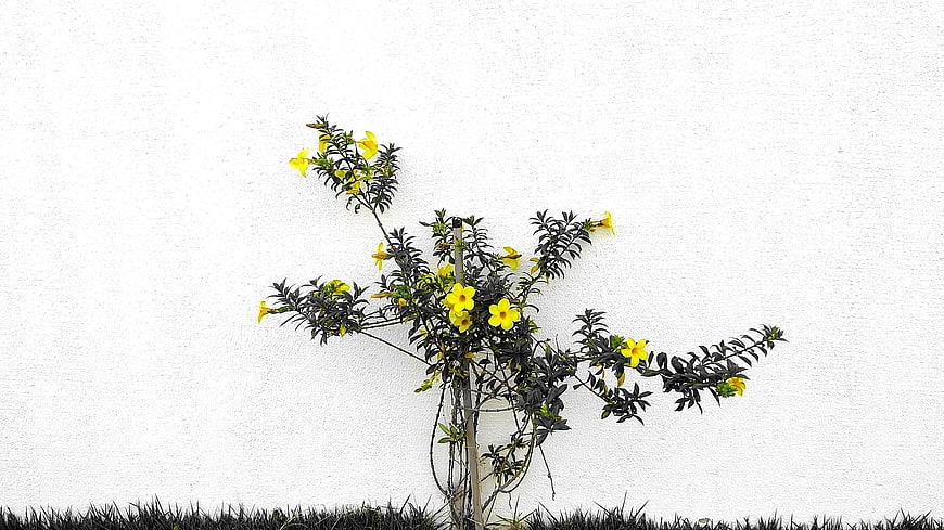 Yellow Allamanda Flowers on White Wall Background