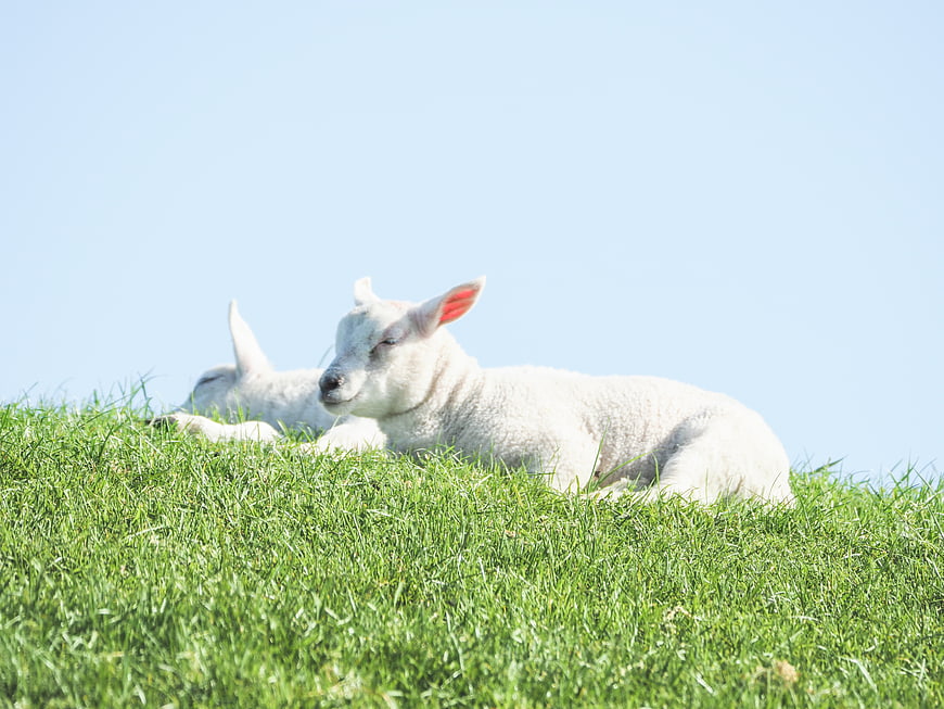 Two cute white lambs resting on green grass