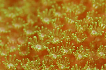 Close-up of vibrant yellow coral polyps underwater