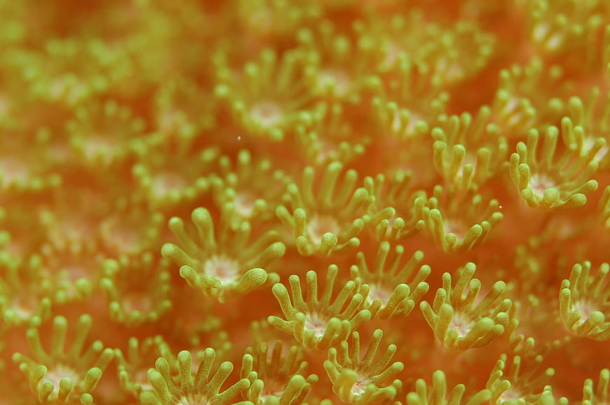 Close-up of vibrant yellow coral polyps underwater
