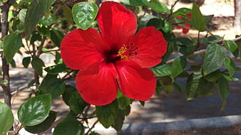 Vibrant Red Hibiscus Flower in Sunlight