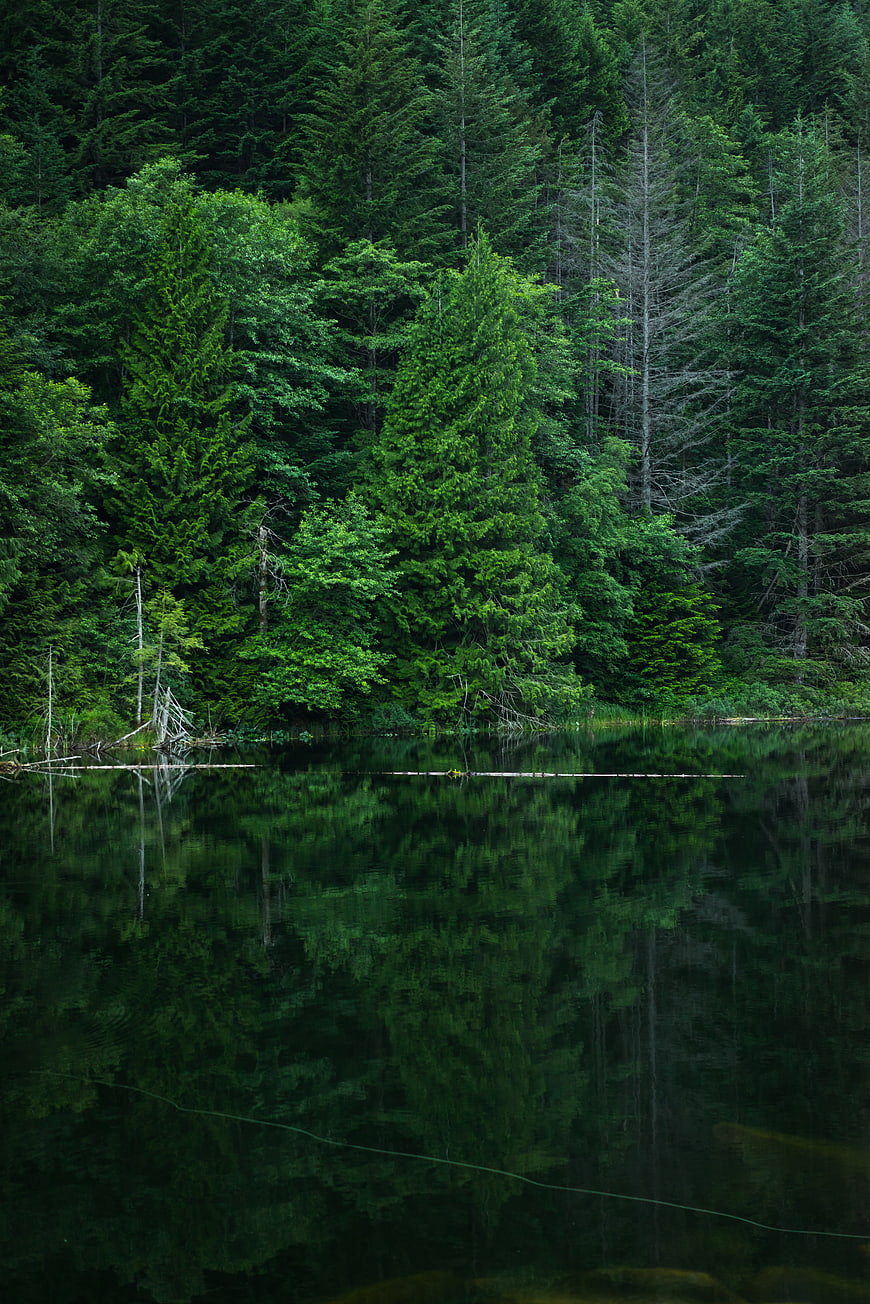 Serene Forest Lake with Perfect Tree Reflections