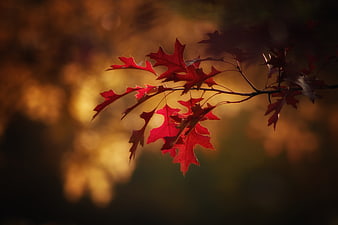 Vibrant Red Oak Leaves Backlit by Golden Autumn Sunlight