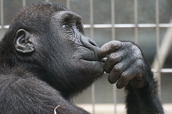 Close-up of contemplative gorilla in captivity