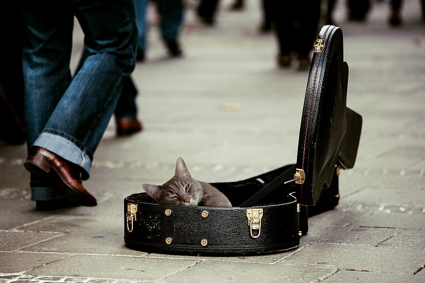 Sleeping gray cat inside open guitar case on street