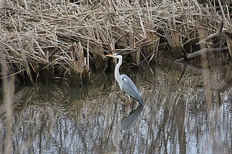 Gray Heron Standing in Marsh Water with Reflection