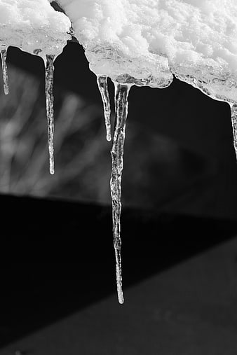 Black and white close-up of icicles hanging from snow