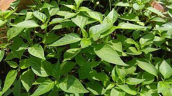 Young Green Chili Pepper Plants Growing in Garden Soil