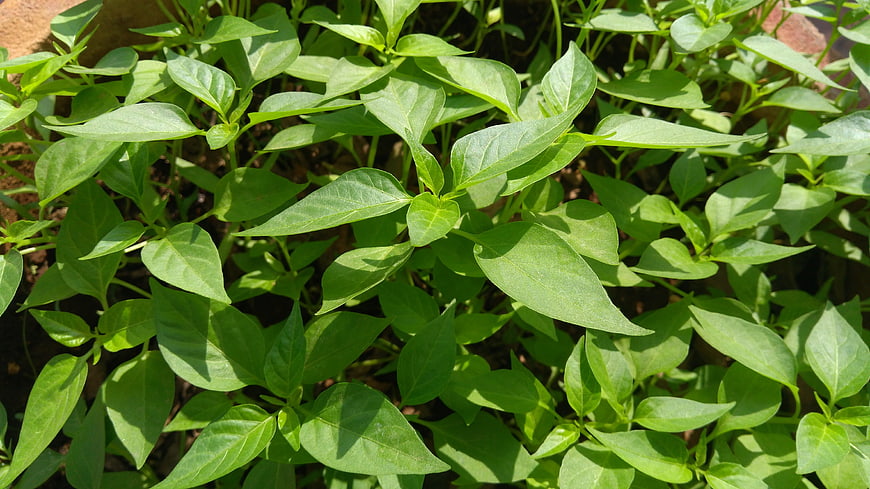 Young Green Chili Pepper Plants Growing in Garden Soil
