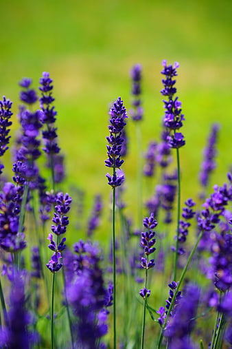 Vibrant purple lavender flowers in a sunny green field